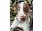 Adopt Clint Barton a Catahoula Leopard Dog