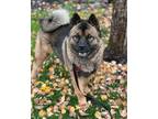 Adopt Jason Momoa a Akita, Chow Chow