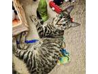Adopt Arcadia a Domestic Short Hair