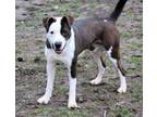 Adopt Rolo a Labrador Retriever