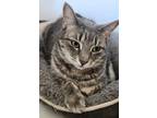 Adopt Bronx a Domestic Short Hair