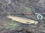 Micro Spey And 5wt 9’ Fly Rod Combo
