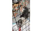Adopt Krackel a Havanese