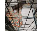 Adopt Kit Kat a Havanese
