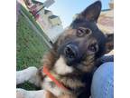 Adopt Edward a German Shepherd Dog