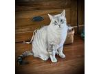 Adopt Bandit a Siamese