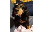 Adopt Suzie N 24023 a Cocker Spaniel
