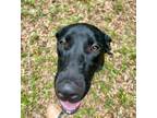 Adopt Skipper a Labrador Retriever