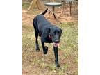 Adopt Barbie a Labrador Retriever