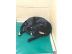 Adopt Trudy a Labrador Retriever
