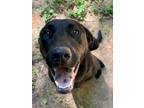 Adopt Midge a Labrador Retriever, Shepherd