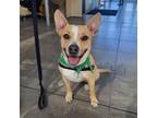 Adopt Lark a Pit Bull Terrier