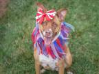 Adopt SOFIA a American Staffordshire Terrier, Mixed Breed