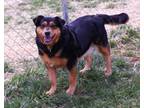 Adopt Angell a Shepherd, Hound