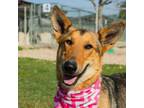 Adopt Lacey a Collie