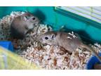 Adopt Penny & Ginny a Gerbil