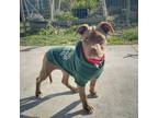 Adopt Dash a American Staffordshire Terrier