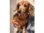 Adopt Wren (Odie Mae) a Dachshund