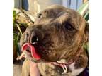 Adopt Sugarfeet a Plott Hound