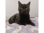 Adopt Eve a American Shorthair