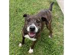 Adopt Vago a Labrador Retriever, Mixed Breed