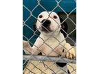 Adopt Snoopy a Bluetick Coonhound, Pit Bull Terrier