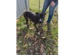 Adopt Otis a Pit Bull Terrier
