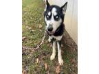 Adopt Milo a Husky