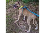 Adopt Gizzy a Terrier, Boxer