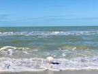 10691 Gulf Shore Dr E #1101, Naples, FL 34108