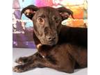 Adopt Roux a Labrador Retriever