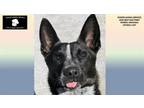 Adopt LEELA a Australian Cattle Dog / Blue Heeler, Mixed Breed