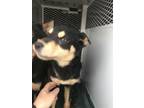 Adopt BIG GIRL a Siberian Husky, Mixed Breed