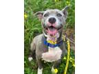 Adopt SUNSHINE a Pit Bull Terrier