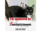 Adopt Lily a American Shorthair