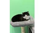 Adopt Deidara a Domestic Long Hair