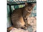 Adopt Duchess a Abyssinian, Tabby