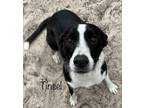 Adopt Tinsle a Affenpinscher, Boston Terrier