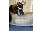 Adopt Roxie - ADOPTION PENDING!!! a Boxer