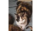 Adopt Penny a Domestic Short Hair
