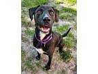 Adopt Rocco a Labrador Retriever