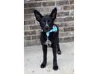 Adopt Re a German Pinscher, Cattle Dog