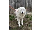 Adopt Courtland a Great Pyrenees