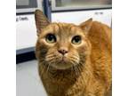 Adopt Horatio a Domestic Short Hair