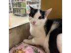 Adopt Nate a Domestic Short Hair
