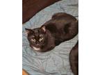 Adopt Phillip a Domestic Short Hair