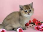 British Short Hair All Kittens Must go Low Price