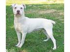 Adopt KEWPIE a Pit Bull Terrier