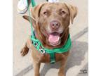 Adopt Claudia a Labrador Retriever
