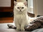 British Short Hair Kitten 4 Months Old